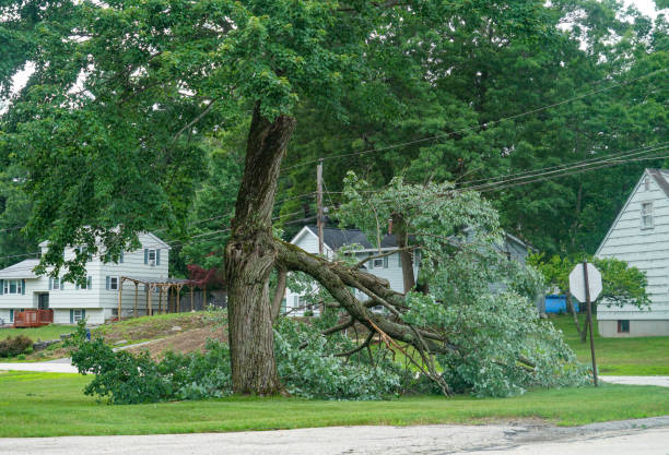 Best Professional Tree Care  in Port Allegany, PA